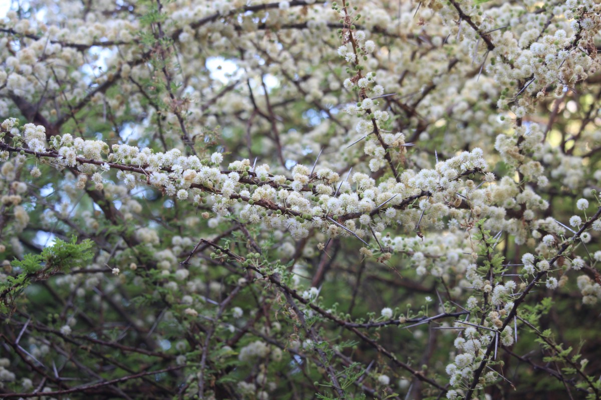 Vachellia planifrons (Wight & Arn.) Ragup., Seigler, Ebinger & Maslin